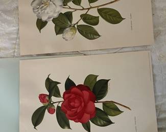 Camellia prints 