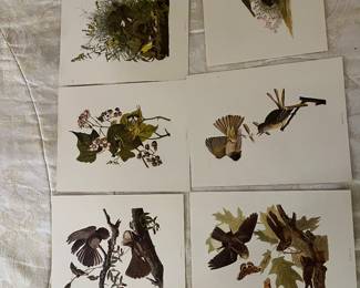 Gould bird prints 