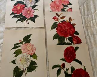 Camellia prints 