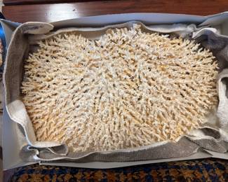 Large Coral Specimen