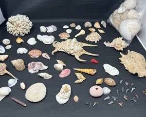 Lot 171  Collection of Various Seashells and Fossil Shark Teeth