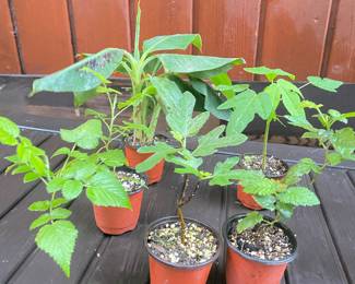 House plants and tropical fruit trees in 4 inch pots