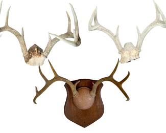 Rustic Whitetail Deer Antler Collection Trio Set 2 Ready For Your Mounting