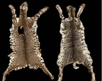 Prime Quality Full Bobcat Pelt Hide Soft, Complete, and Ready for Display Project
