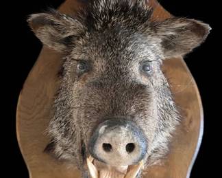Wild Boar An Aggressive Spirit