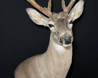04 14 Pointer NonTypical Rack Great Specimen