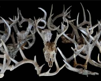 Large Collectors Lot Assorted Whitetail Deer Antlers Skulls