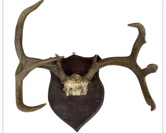 Vintage 1958 WhiteTailed Deer 8Point Antler Mount on Wooden Plaque