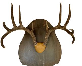 Incredible Vintage 1964 McMullen County, Texas Whitetail 10Point Antler Mount