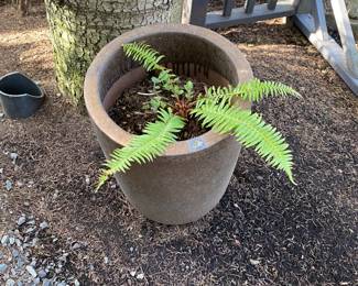 Plants and pots for in person shopping Friday and Saturday.