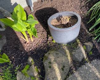 Plants and pots for in person shopping Friday and Saturday.