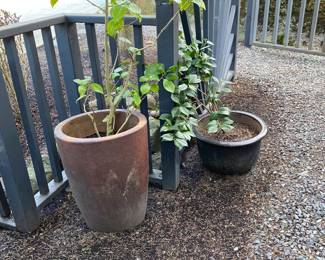 Plants and pots for in person shopping Friday and Saturday.