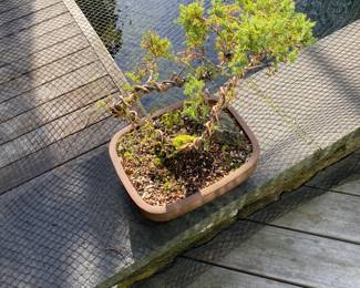 Plants and pots for in person shopping Friday and Saturday.