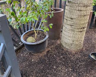 Plants and pots for in person shopping Friday and Saturday.