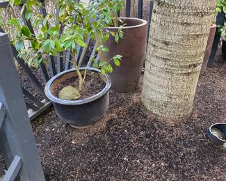 Plants and pots for in person shopping Friday and Saturday.