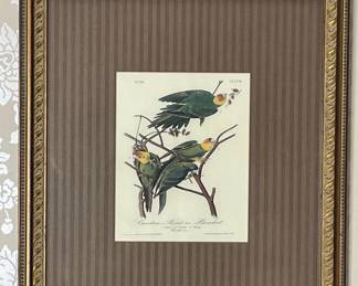 Carolina Parrot Print by John James Audubon