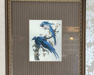 Columbia Jay Print by John James Audubon