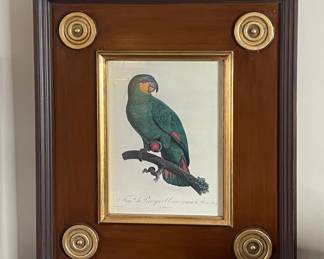 Framed Print of a Blue-crowned Conure, François Levaillant