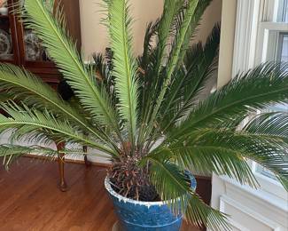 Sago Palm (Cycas revoluta)