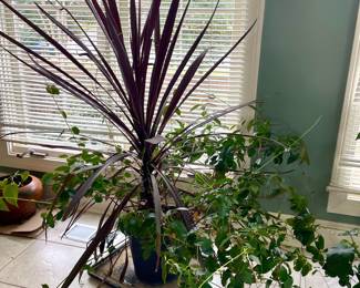 Cordyline Red Sensation and trailing vine plant arrangement