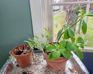 Kalanchoe daigremontiana 'Mexican Hat' (Mother of Thousands)