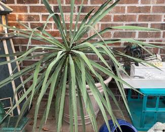 Yucca Filamentosa 'Adam's Needle'