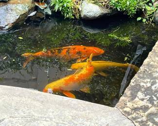 koi, fish