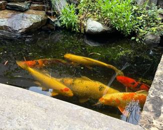 koi, fish