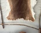 Deer Pelt (Indian Stretcher), Taxidermy Beaver Mount
