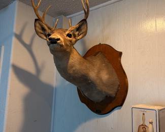 Taxidermy deer