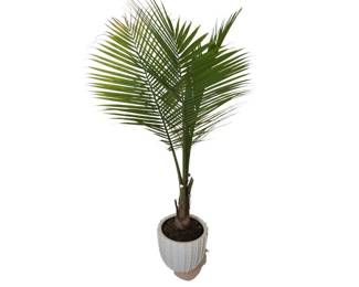 Live Majesty Palm in Planter