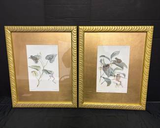 18.5 x22.5  Two GoldToned Framed Frog Illustrations