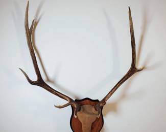 Elk Antlers bid #15