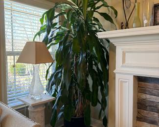 	#34	Real! Corn Plant Approx. 7'-8' Height	 $80.00 				
