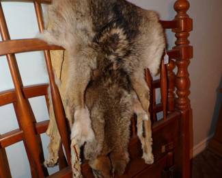 Coyote Pelt