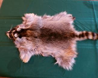 Racoon Pelt
