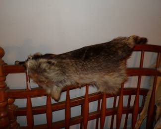 Another View of Racoon Pelt