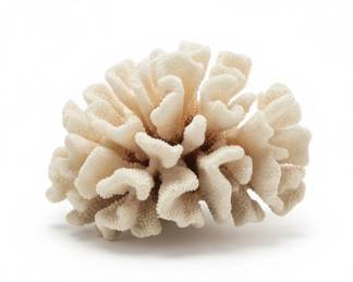 White Cauliflower Coral Specimen Pocillopora meandrina second image