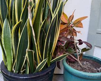 WE HAVE A TON OF POTTED PLANTS