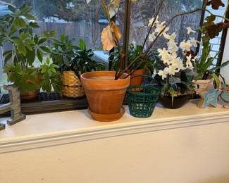 Indoor plants