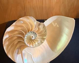 Chambered Nautilus Shell second image