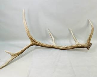 Six-Point Elk Antler