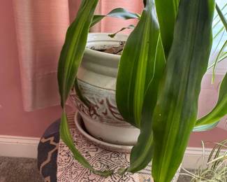 Dracaena fragrans Massangeana