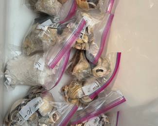 lots of shells in the bathtub🤪