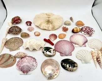 Seashells & More Lot