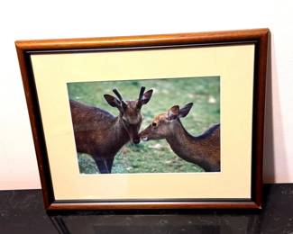 Boyle ‘97 - Deer Love