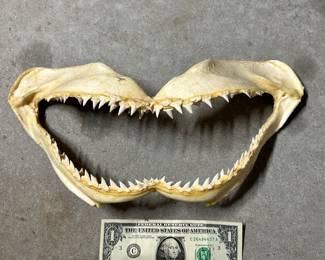 A large shark's mouth with a whole lot of rows of sharp teeth!! ... and YES, this is a REAL sharks mouth!!