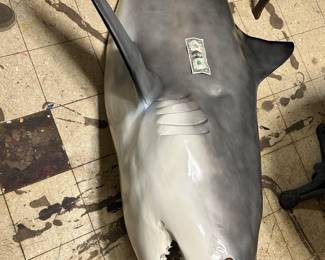 Summer is coming ... and YOU thought it was SAFE to go back in the water!!! You can tell how big this great WHITE is compared to the bill lying on the sharks side! A 'GREAT' wall hanger in your Sheshed or in the Mancave!!