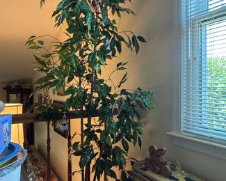Braided Ficus Benjamina Tree