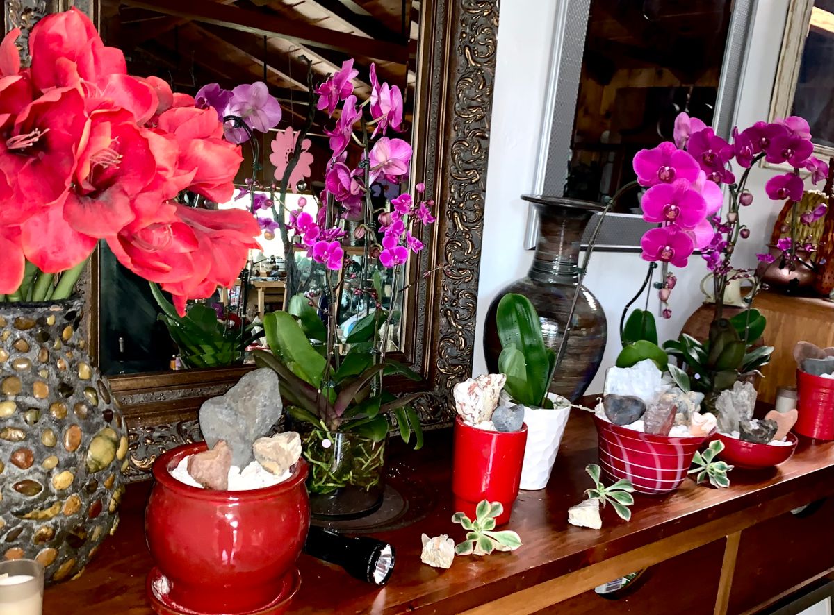 ROCKS, PLANTS, GARDEN, SUCCULENTS, POTTERY,LARGE starts on 2/2/2026